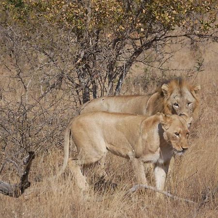 Mbizi Bush Lodge Grietjie Game Reserve Dış mekan fotoğraf