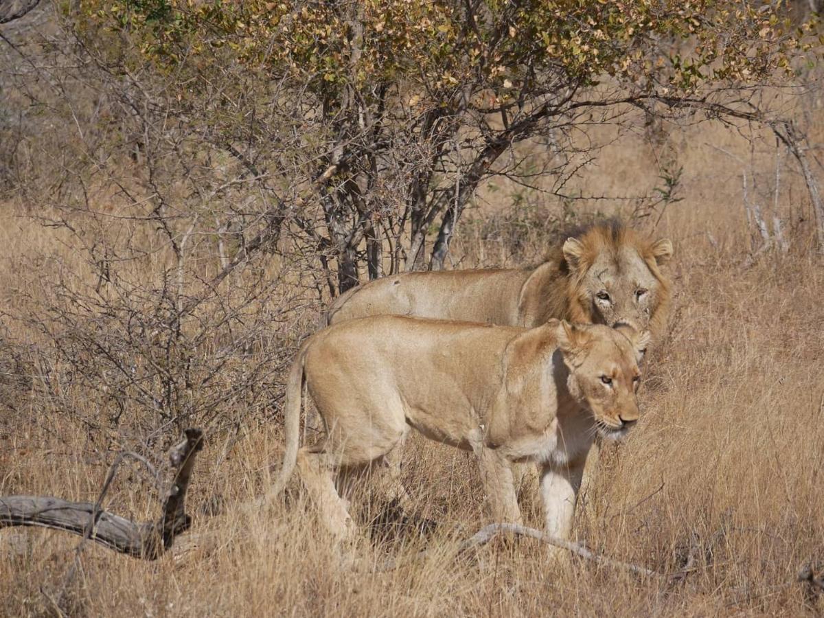 Mbizi Bush Lodge Grietjie Game Reserve Dış mekan fotoğraf