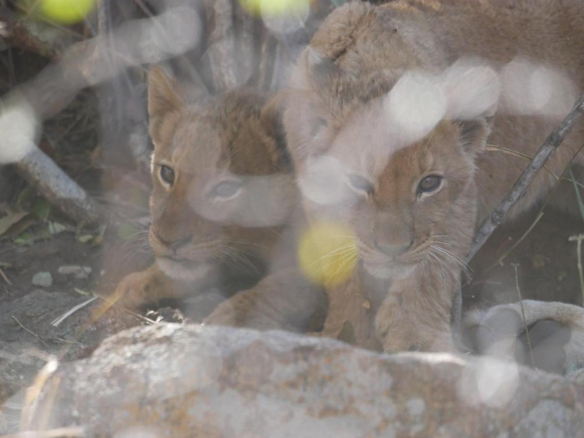 Mbizi Bush Lodge Grietjie Game Reserve Dış mekan fotoğraf