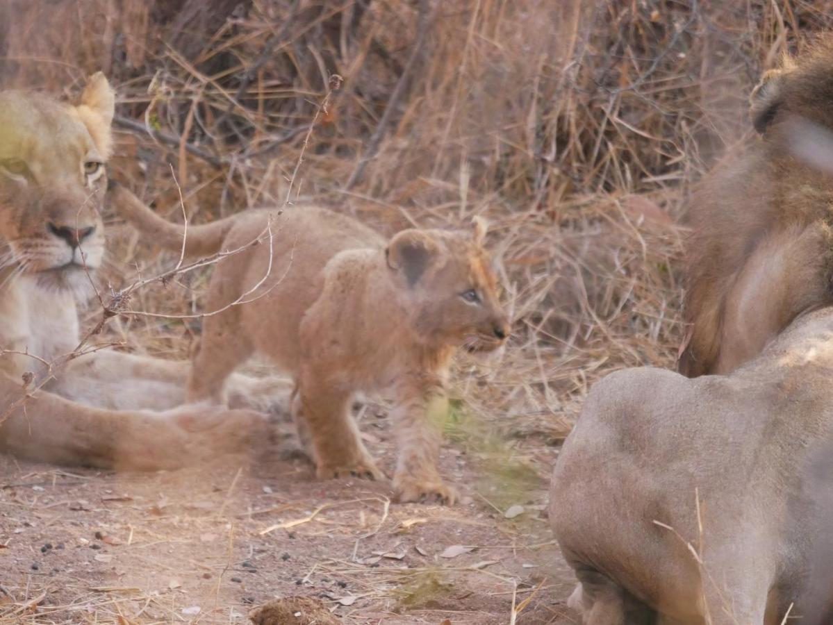 Mbizi Bush Lodge Grietjie Game Reserve Dış mekan fotoğraf