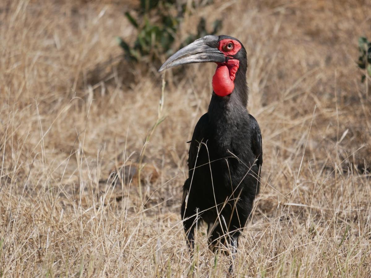 Mbizi Bush Lodge Grietjie Game Reserve Dış mekan fotoğraf