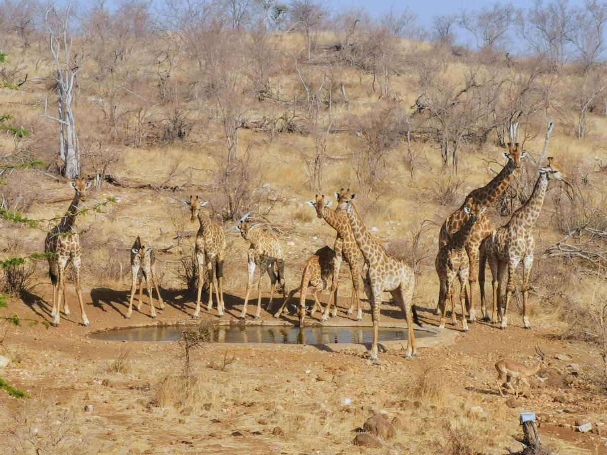 Mbizi Bush Lodge Grietjie Game Reserve Dış mekan fotoğraf