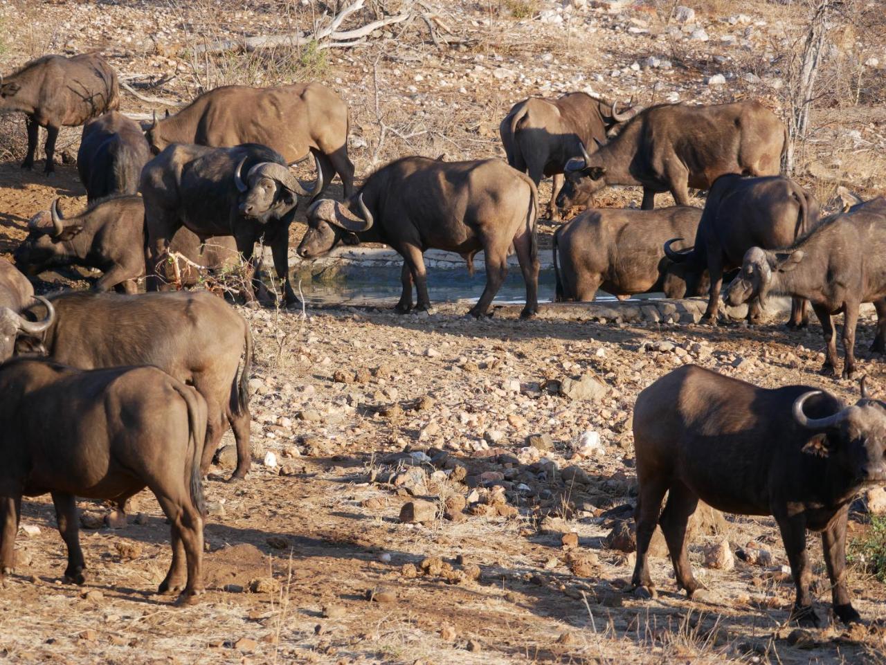 Mbizi Bush Lodge Grietjie Game Reserve Dış mekan fotoğraf