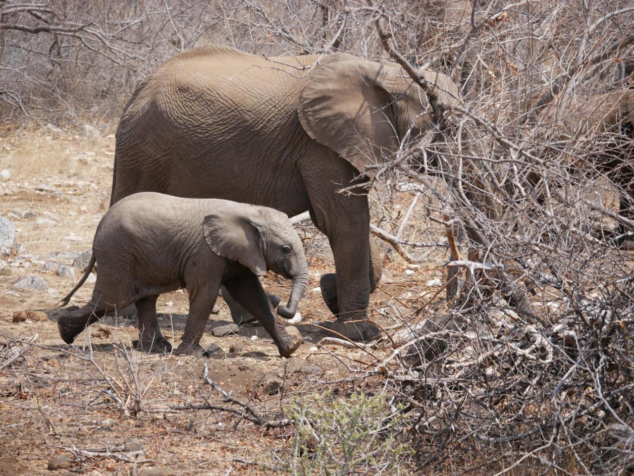 Mbizi Bush Lodge Grietjie Game Reserve Dış mekan fotoğraf