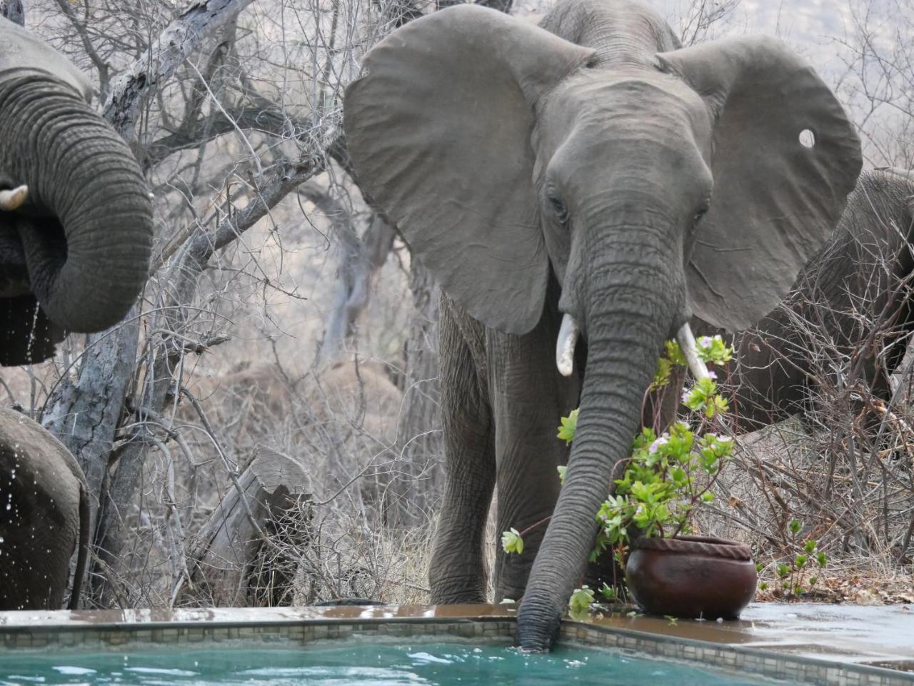 Mbizi Bush Lodge Grietjie Game Reserve Dış mekan fotoğraf