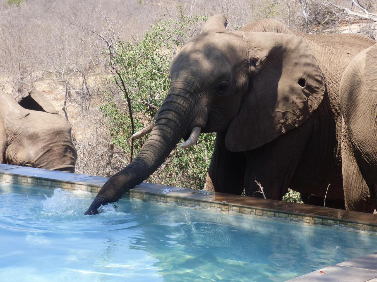 Mbizi Bush Lodge Grietjie Game Reserve Dış mekan fotoğraf