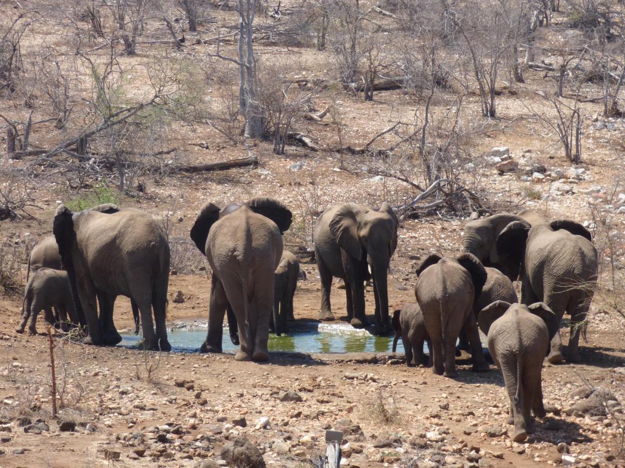 Mbizi Bush Lodge Grietjie Game Reserve Dış mekan fotoğraf