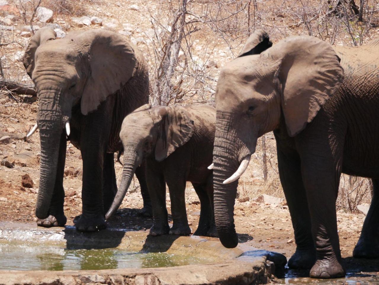 Mbizi Bush Lodge Grietjie Game Reserve Dış mekan fotoğraf