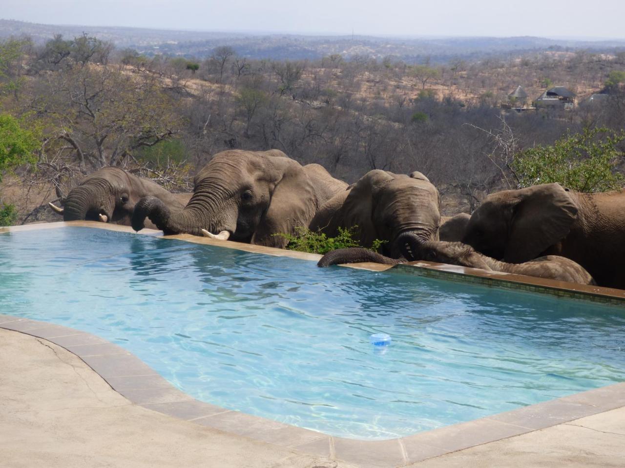 Mbizi Bush Lodge Grietjie Game Reserve Dış mekan fotoğraf