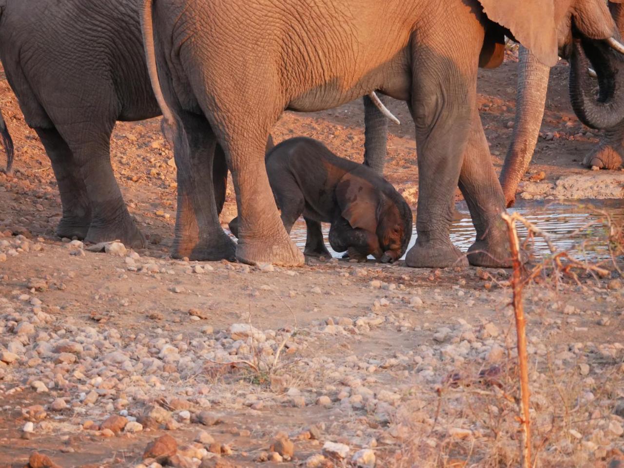 Mbizi Bush Lodge Grietjie Game Reserve Dış mekan fotoğraf