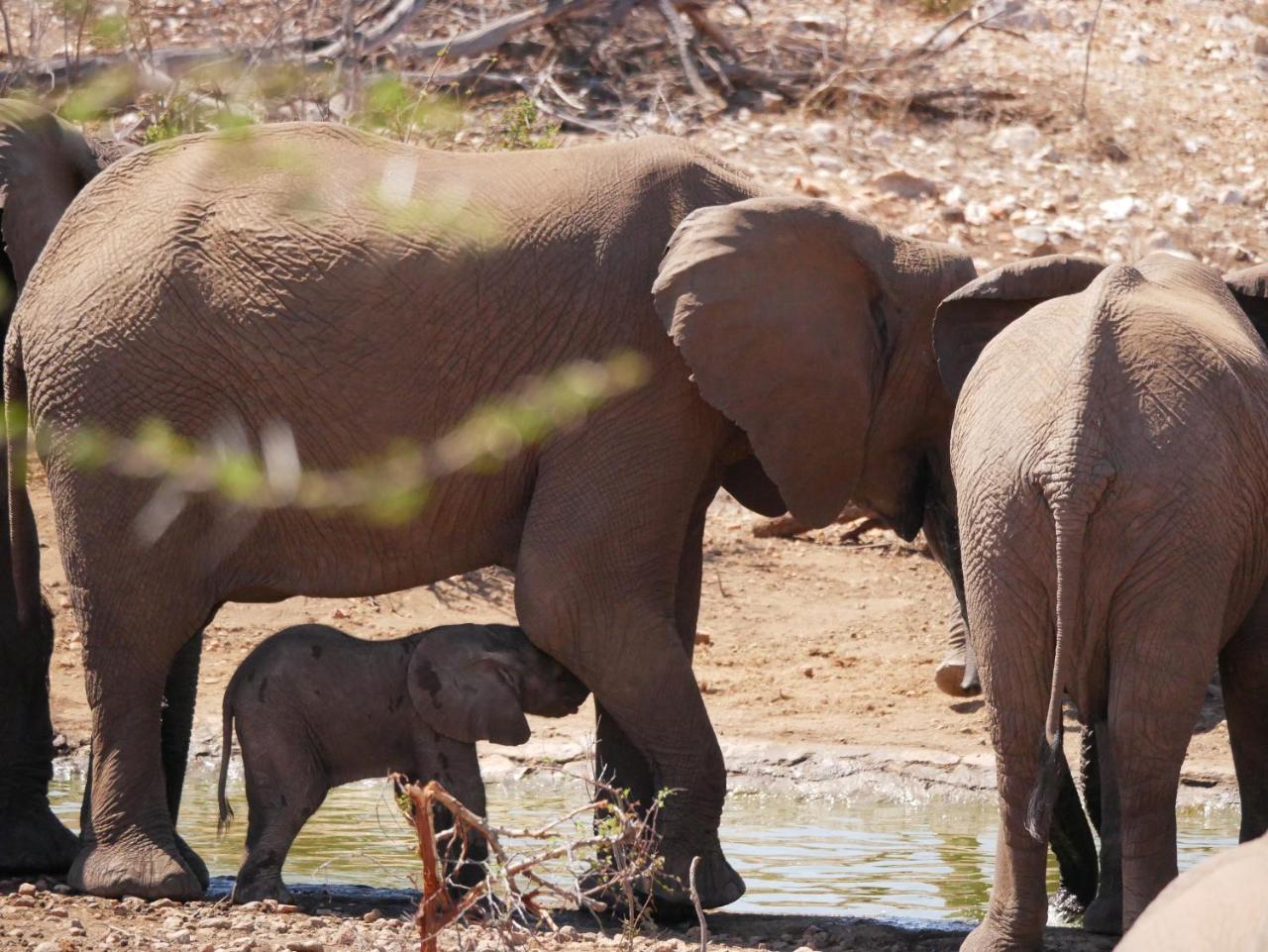 Mbizi Bush Lodge Grietjie Game Reserve Dış mekan fotoğraf