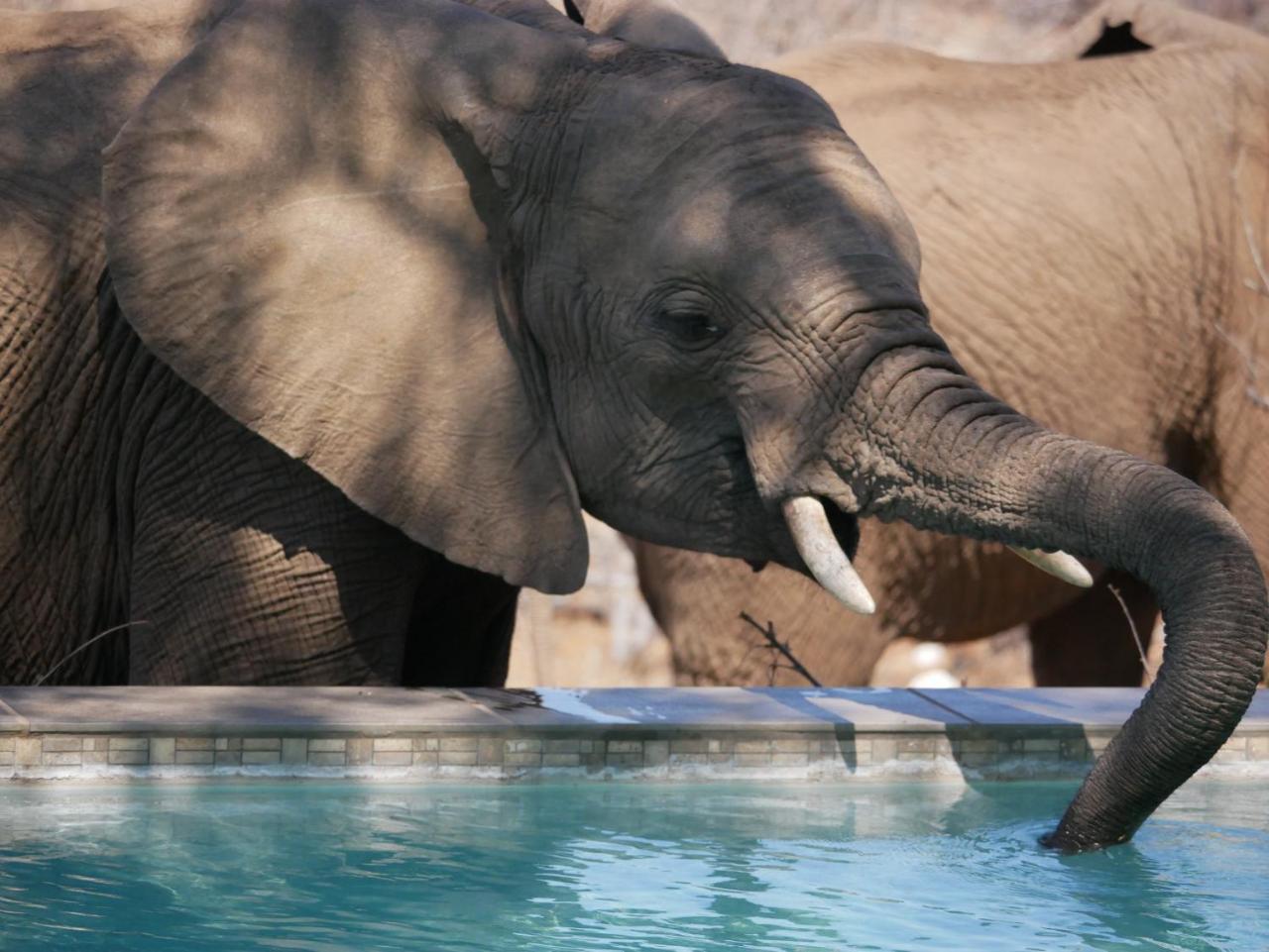 Mbizi Bush Lodge Grietjie Game Reserve Dış mekan fotoğraf