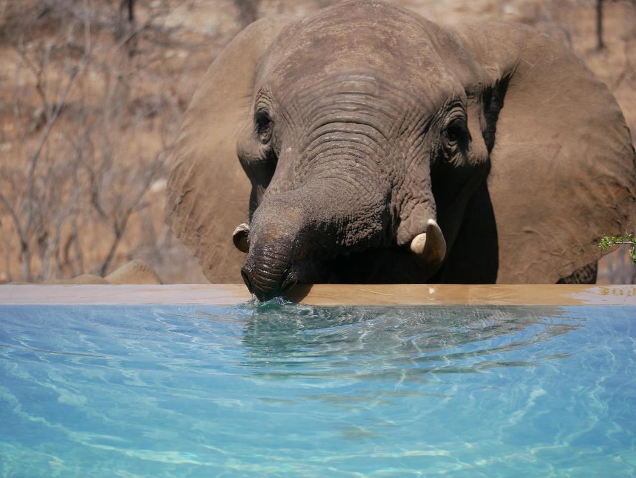 Mbizi Bush Lodge Grietjie Game Reserve Dış mekan fotoğraf