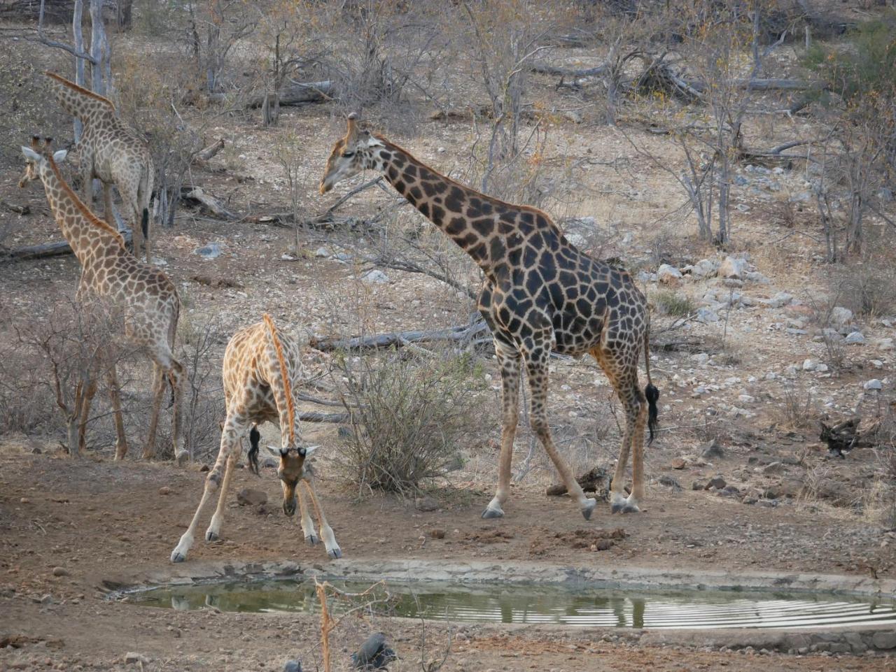 Mbizi Bush Lodge Grietjie Game Reserve Dış mekan fotoğraf