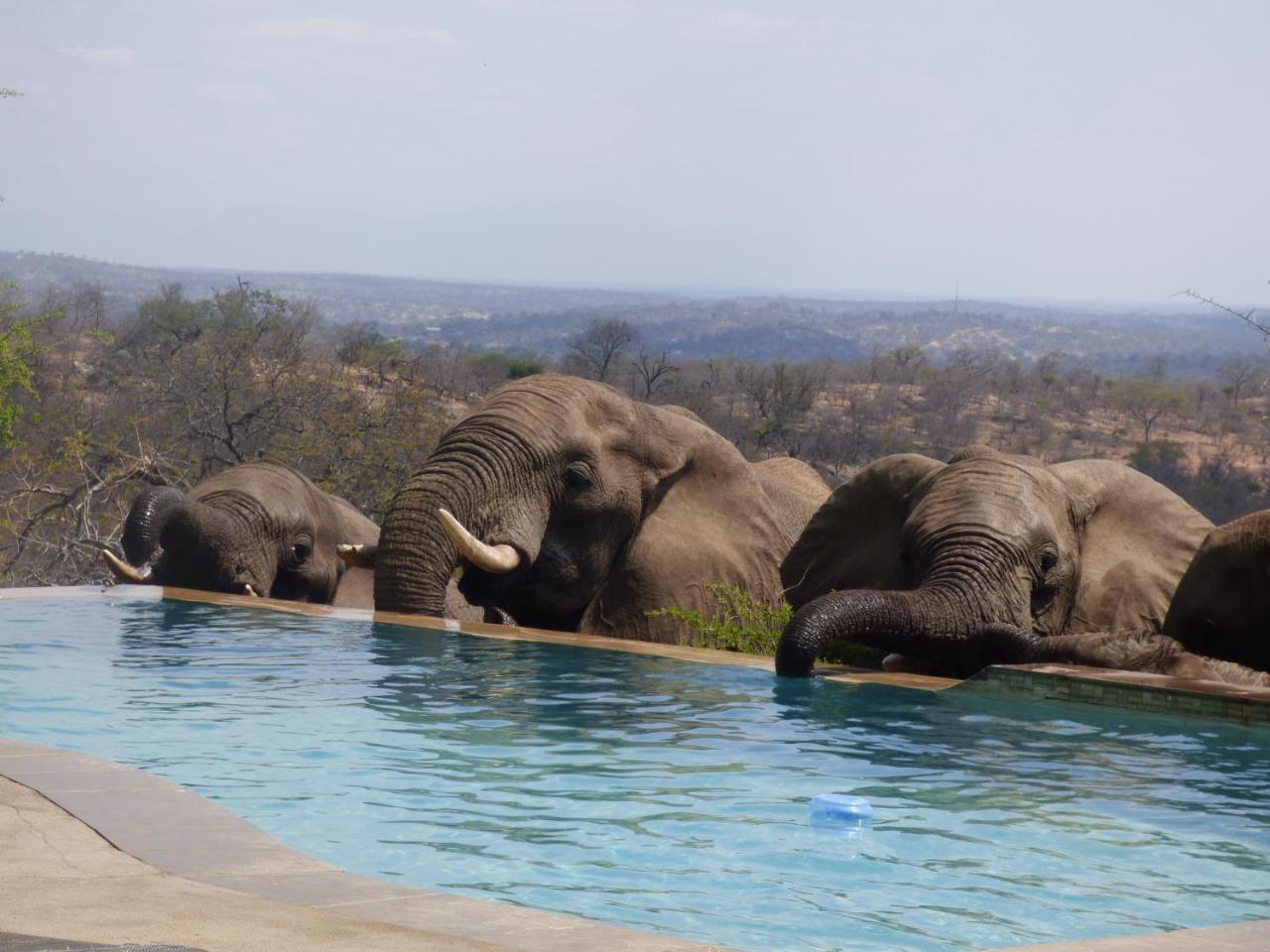 Mbizi Bush Lodge Grietjie Game Reserve Dış mekan fotoğraf