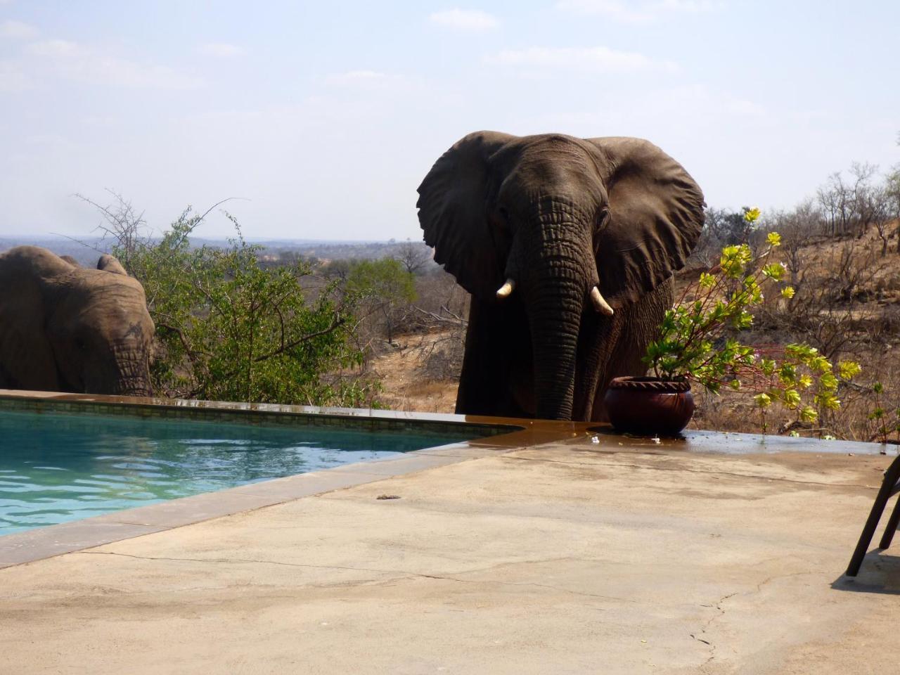 Mbizi Bush Lodge Grietjie Game Reserve Dış mekan fotoğraf