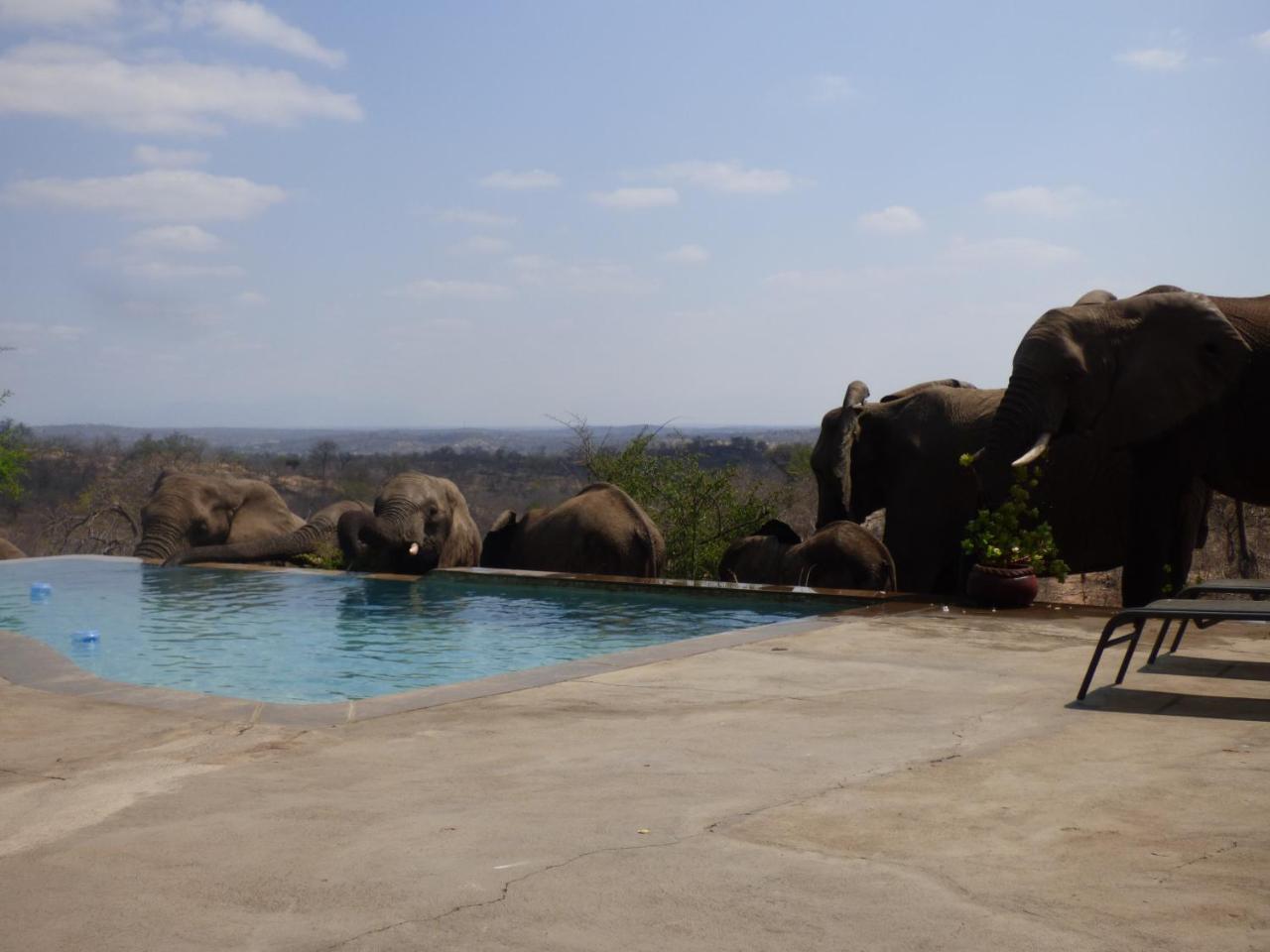 Mbizi Bush Lodge Grietjie Game Reserve Dış mekan fotoğraf