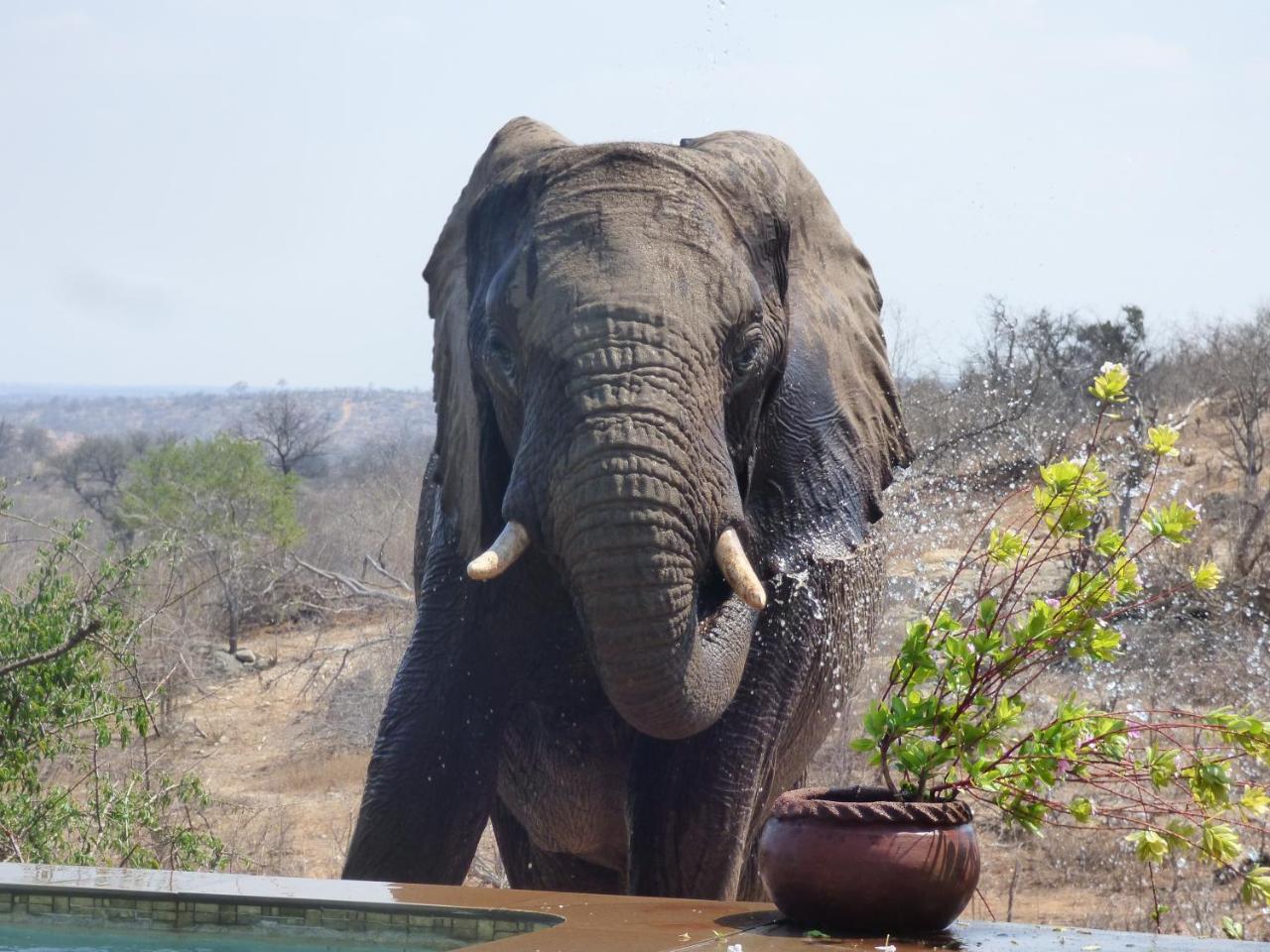 Mbizi Bush Lodge Grietjie Game Reserve Dış mekan fotoğraf