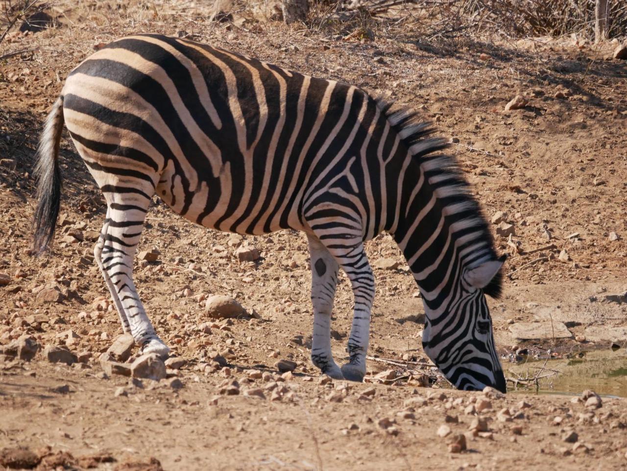 Mbizi Bush Lodge Grietjie Game Reserve Dış mekan fotoğraf