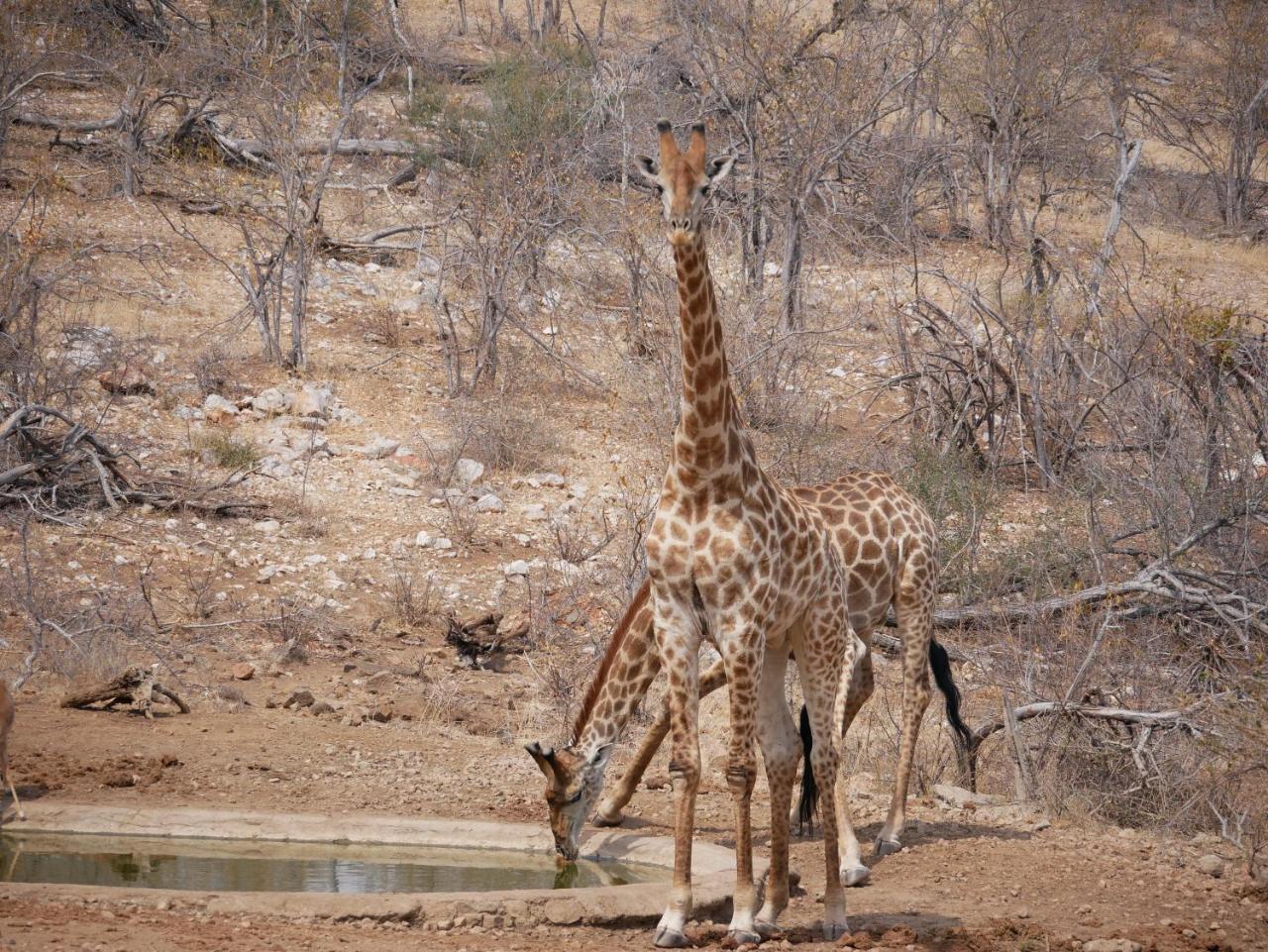 Mbizi Bush Lodge Grietjie Game Reserve Dış mekan fotoğraf