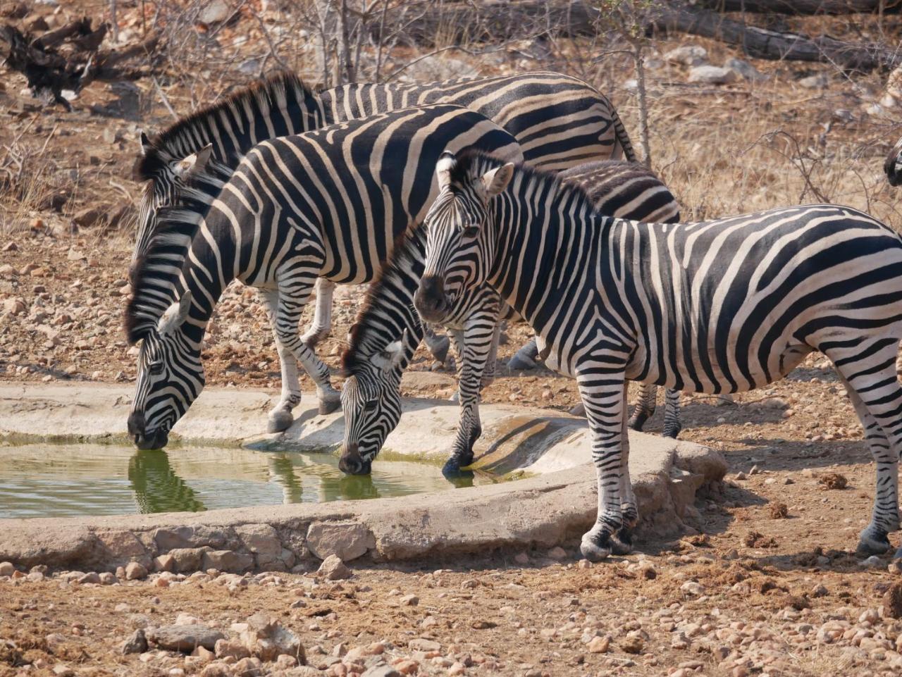 Mbizi Bush Lodge Grietjie Game Reserve Dış mekan fotoğraf