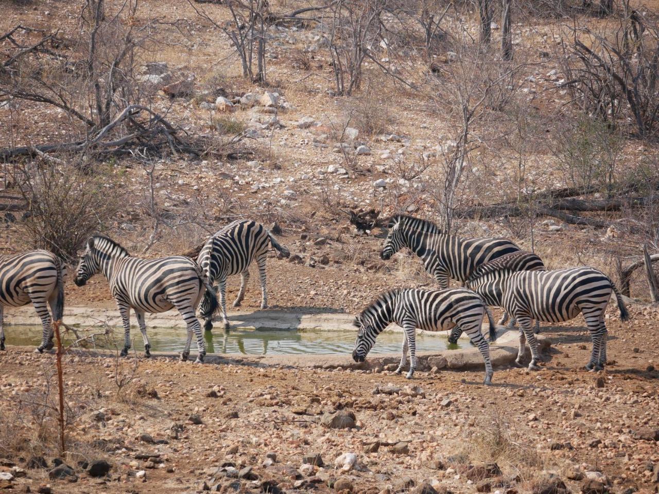 Mbizi Bush Lodge Grietjie Game Reserve Dış mekan fotoğraf