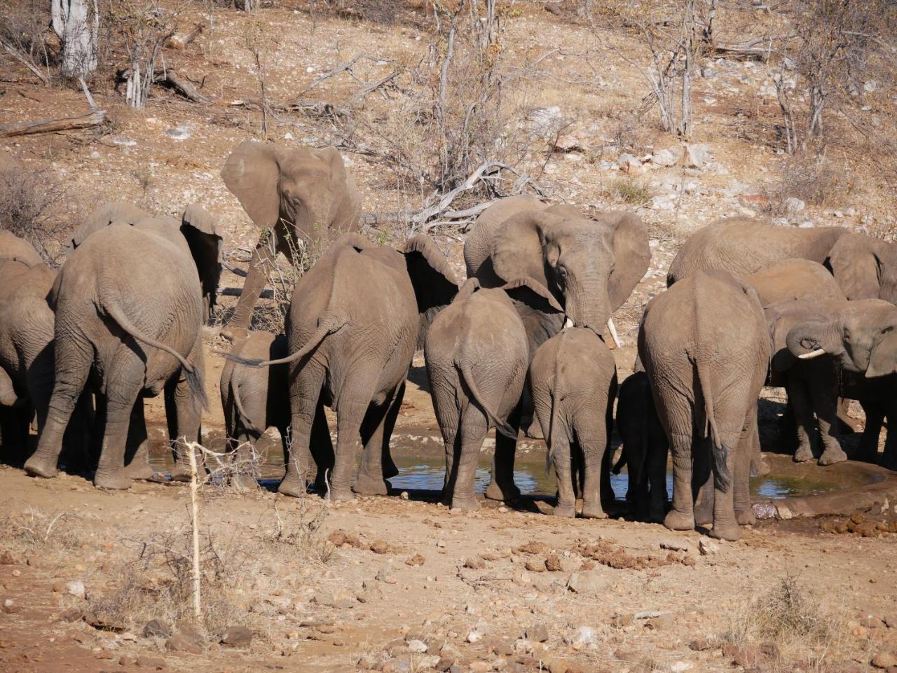 Mbizi Bush Lodge Grietjie Game Reserve Dış mekan fotoğraf