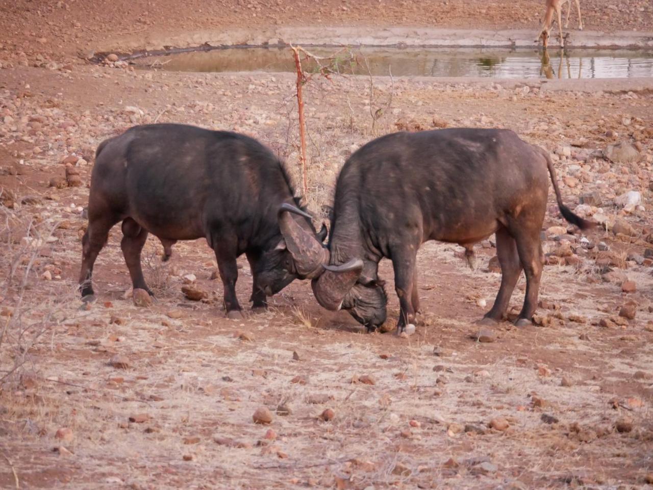 Mbizi Bush Lodge Grietjie Game Reserve Dış mekan fotoğraf