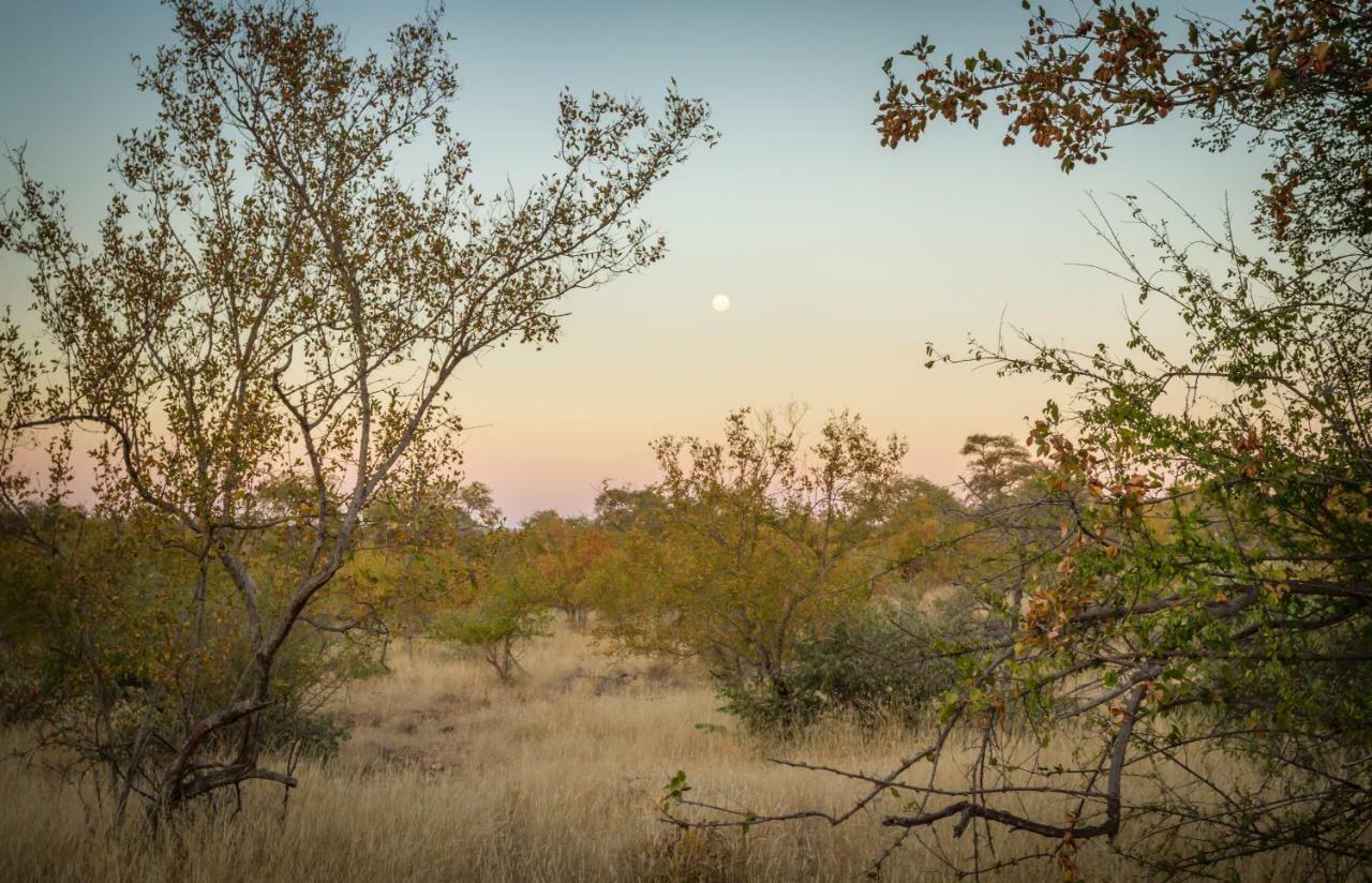 Mbizi Bush Lodge Grietjie Game Reserve Dış mekan fotoğraf